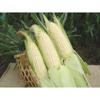 北海道産 ホワイトコーン(4本)
