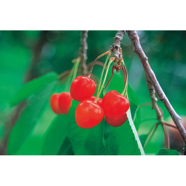 北海道仁木産さくらんぼ（１８０ｇ×２）のサムネイル画像1