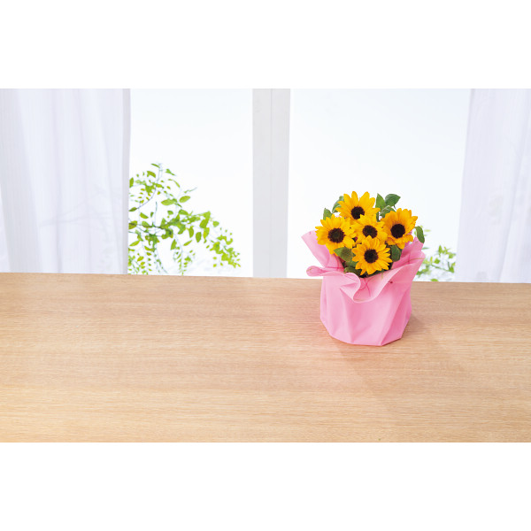 【母の日専用】ひまわり鉢植え「サンリッチオレンジ」のサムネイル画像2