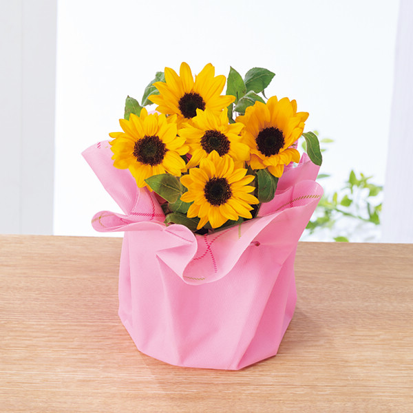 ひまわり鉢植え「サンリッチオレンジ」