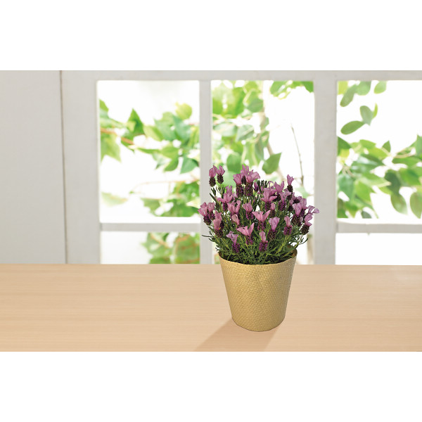 【母の日専用】フレンチラベンダー鉢植えのサムネイル画像2