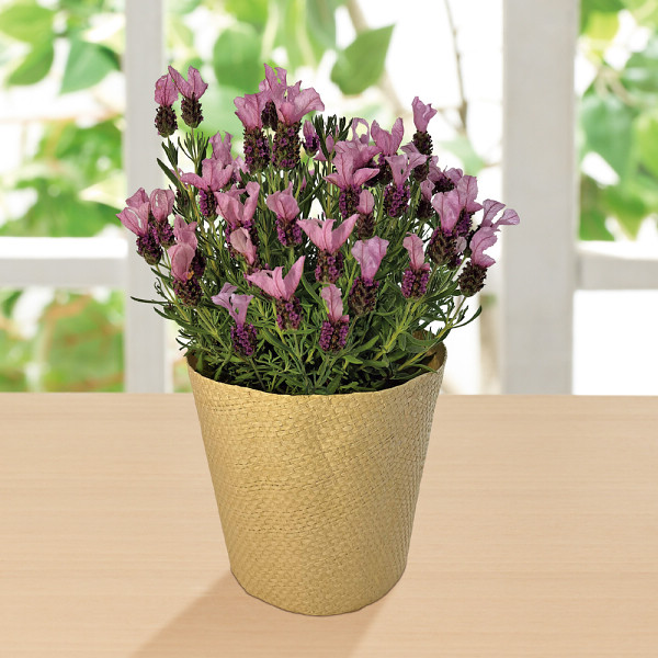 フレンチラベンダー鉢植え