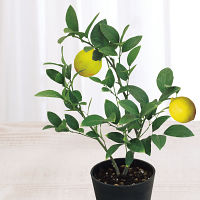 【父の日専用】レモン鉢植え