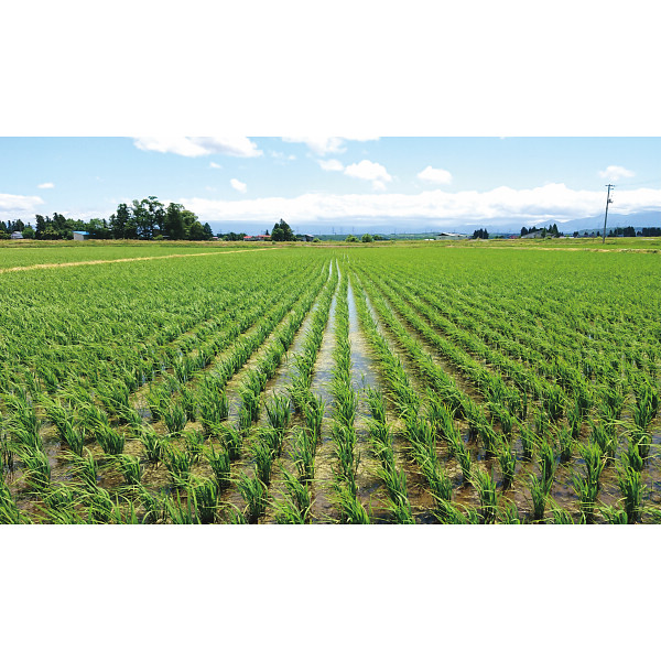 山形県置賜産　つや姫特別栽培５ｋｇのサムネイル画像5